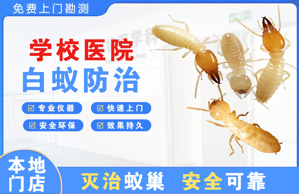 阜阳学校医院白蚁防治