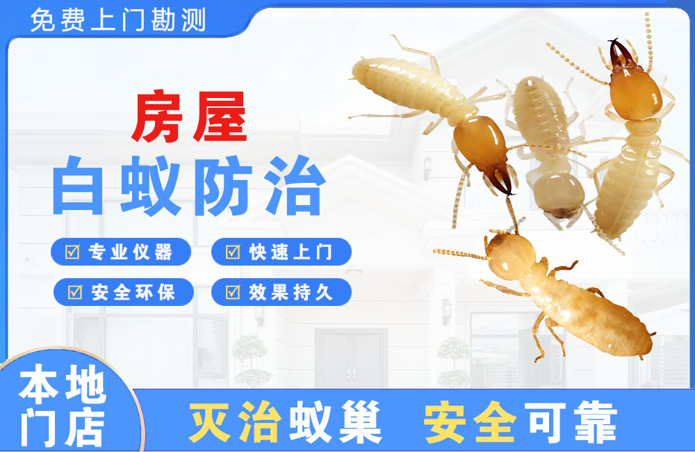 阜阳房屋白蚁防治